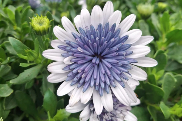Flowerpower 3D Blue Steel